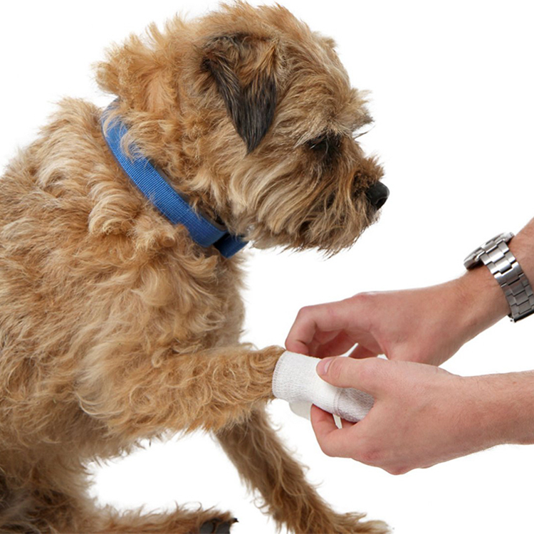 Trousse de premiers secours pour chat et chien pour voiture – Kit d